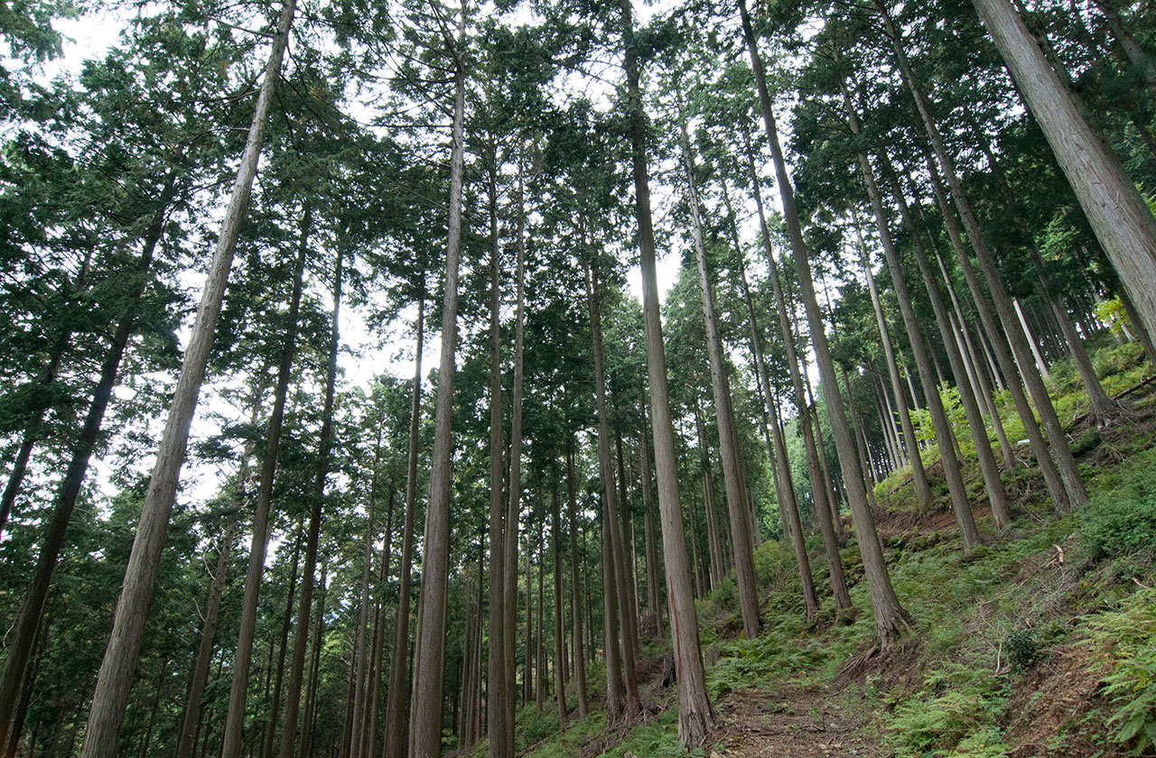 地産地消　奈良県産の木材を使用した住まい創りを推進しています。
