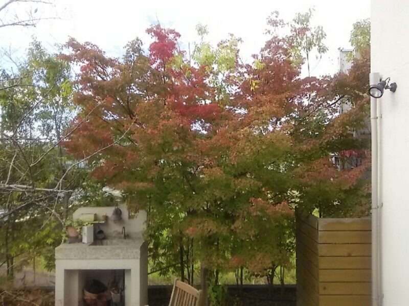 今年の紅葉