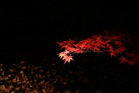 京都の紅葉です