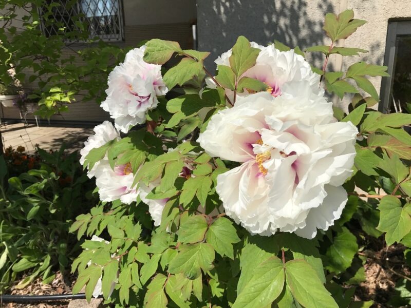 牡丹の花が咲き始めました♪