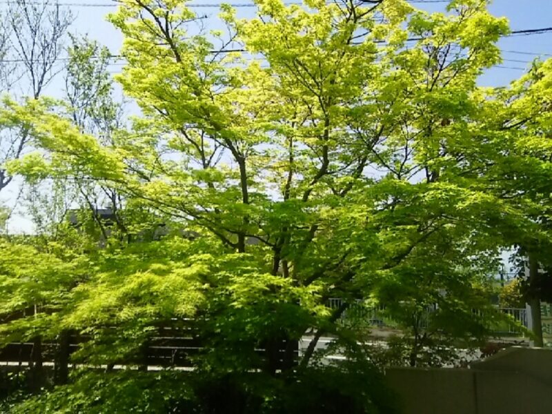 今年も青もみじが楽しめる季節になりました・・・