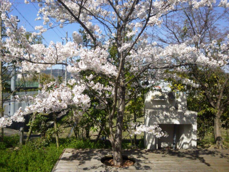 桜が満開になりました♪