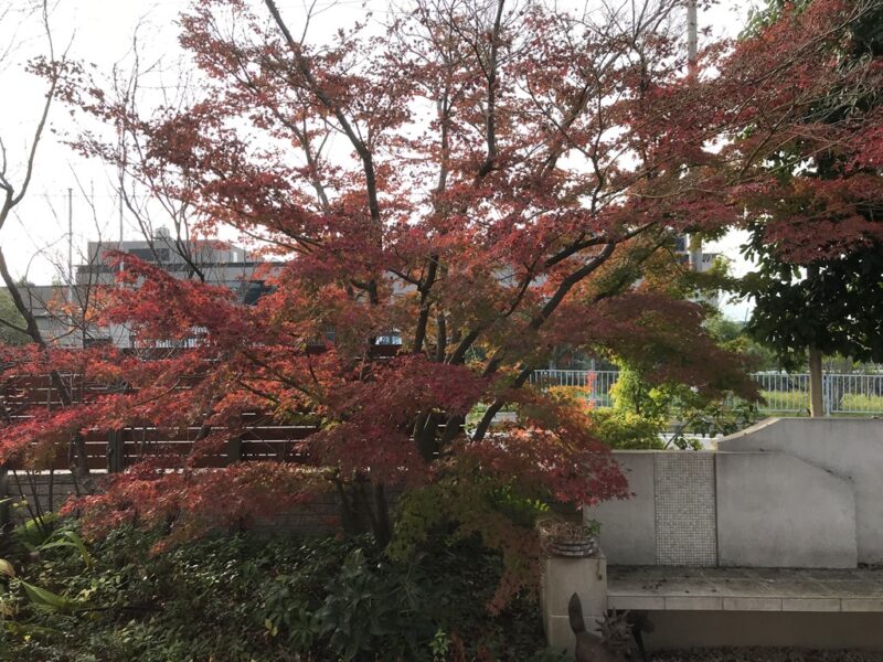 今年の紅葉