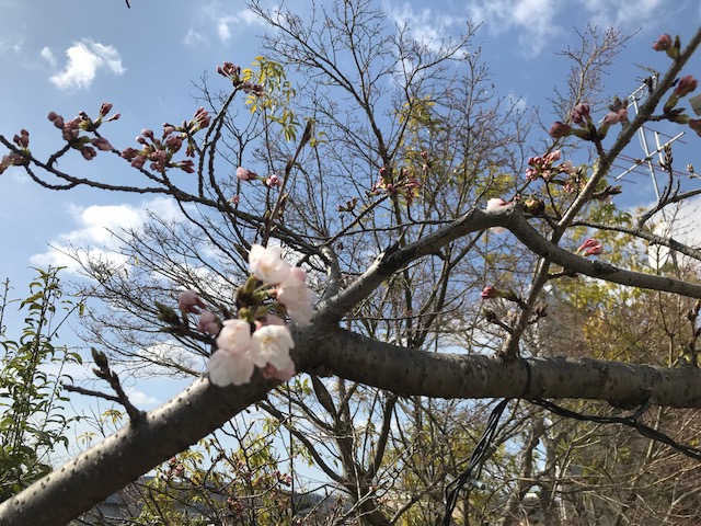 桜開花宣言♪