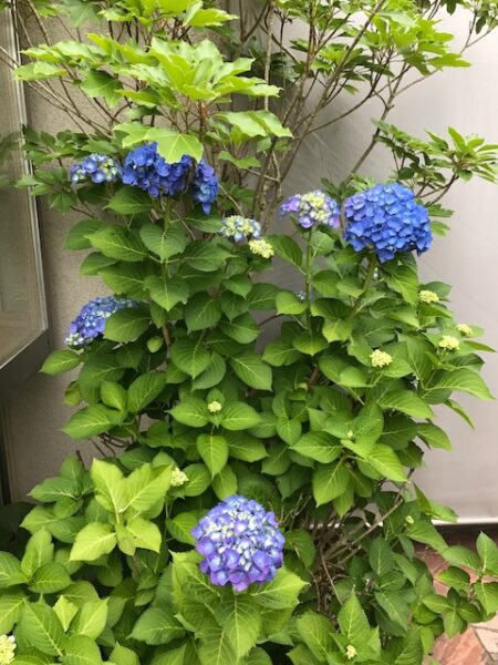 紫陽花が咲き始めました♪