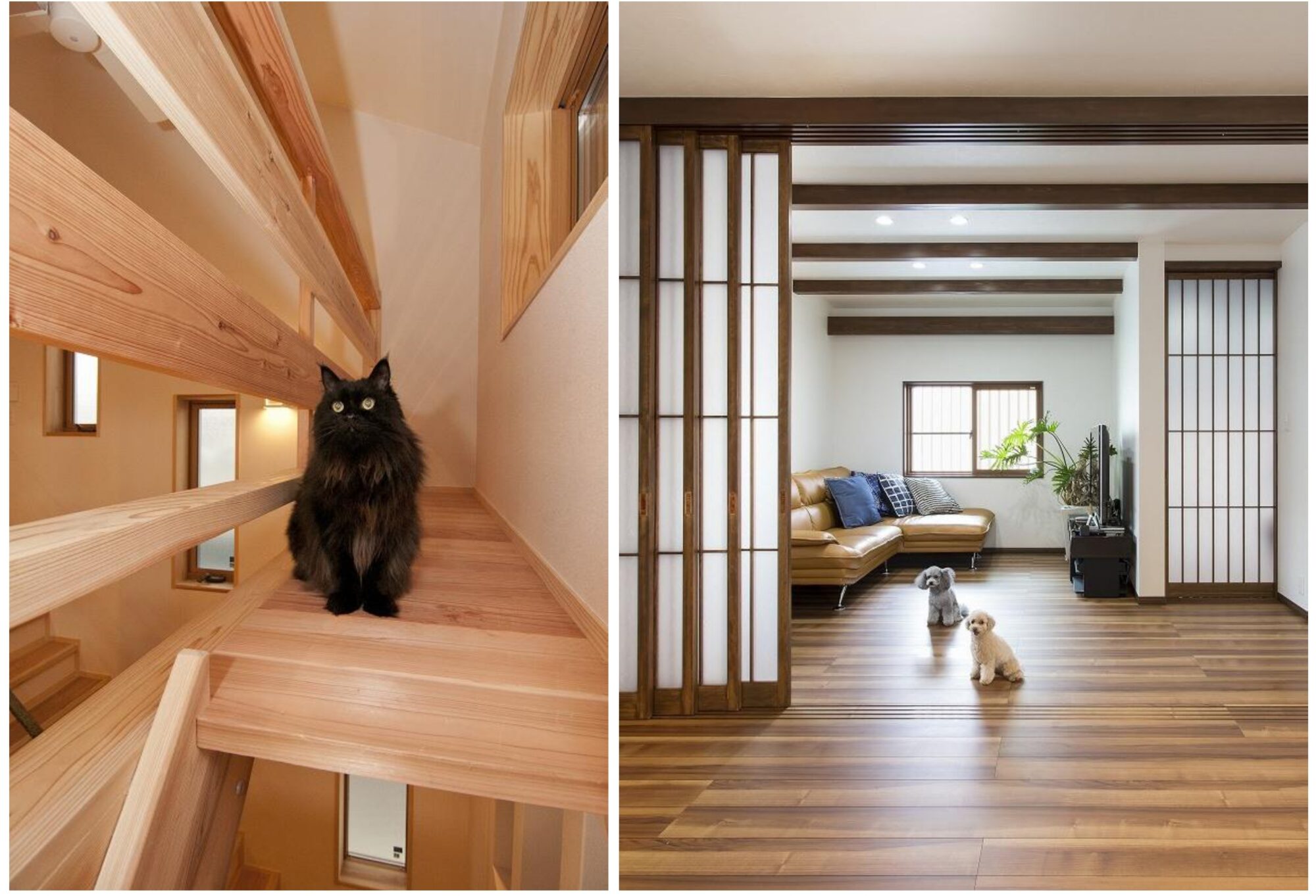 家族✕ペットにやさしい家づくり～すこやかペット～のご紹介